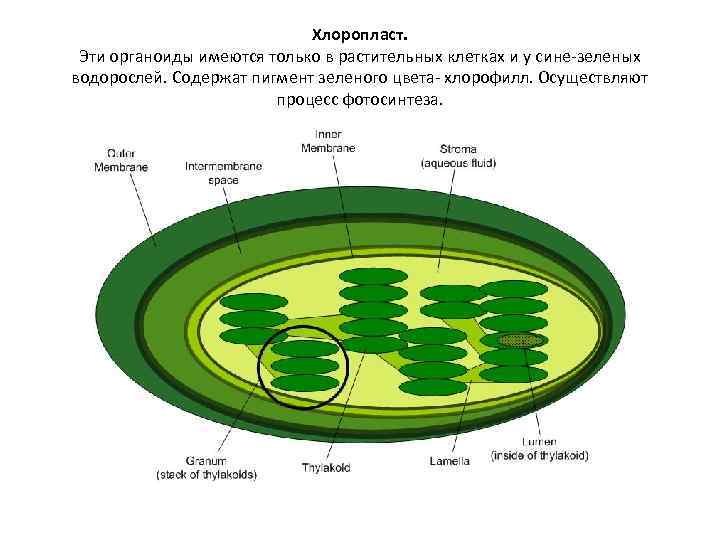 Хлоропласт. Эти органоиды имеются только в растительных клетках и у сине-зеленых водорослей. Содержат пигмент