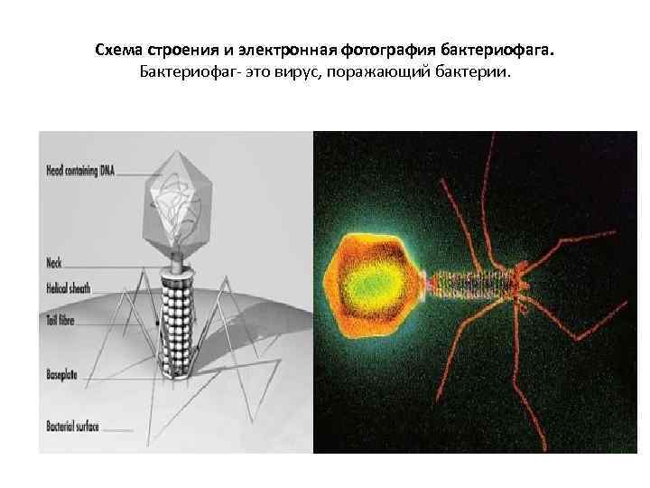 Схема строения и электронная фотография бактериофага. Бактериофаг- это вирус, поражающий бактерии. 