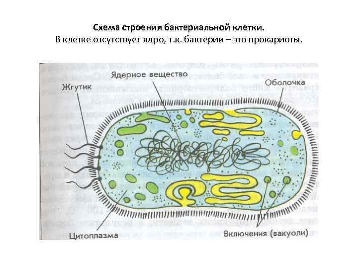 Схема строения бактериальной клетки. В клетке отсутствует ядро, т. к. бактерии – это прокариоты.