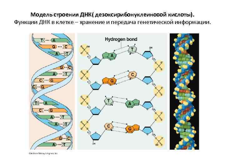 Модель строения ДНК( дезоксирибонуклеиновой кислоты). Функции ДНК в клетке – хранение и передача генетической