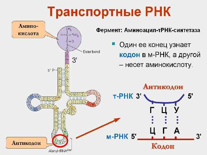 Синтез белка картинка