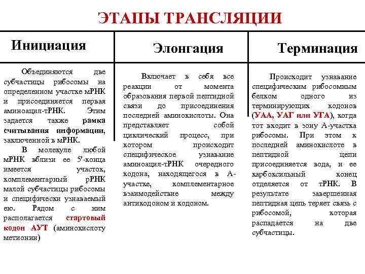 ЭТАПЫ ТРАНСЛЯЦИИ Инициация Объединяются две субчастицы рибосомы на определенном участке м. РНК и присоединяется