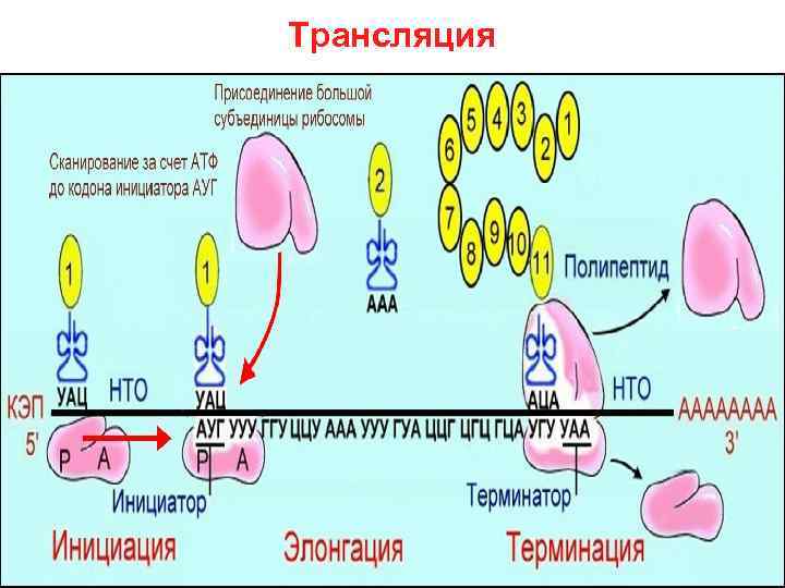 Трансляция 