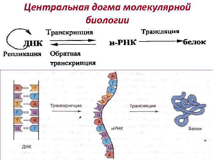 Центральная догма молекулярной биологии 