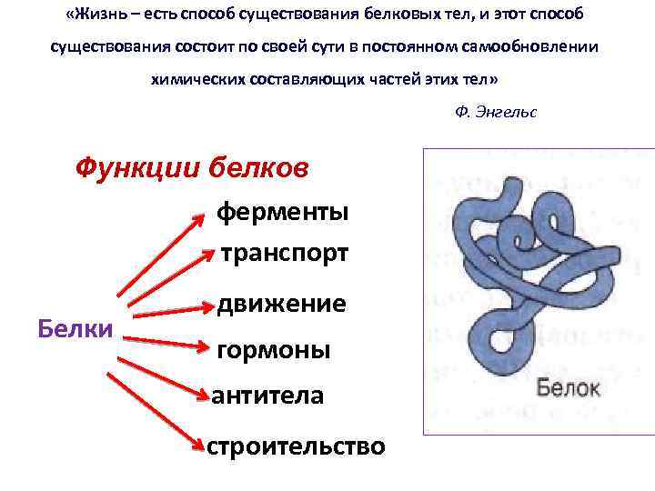  «Жизнь – есть способ существования белковых тел, и этот способ существования состоит по