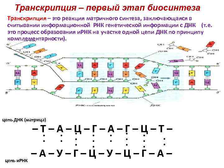 Транскрипция – первый этап биосинтеза Транскрипция – это реакция матричного синтеза, заключающаяся в считывании