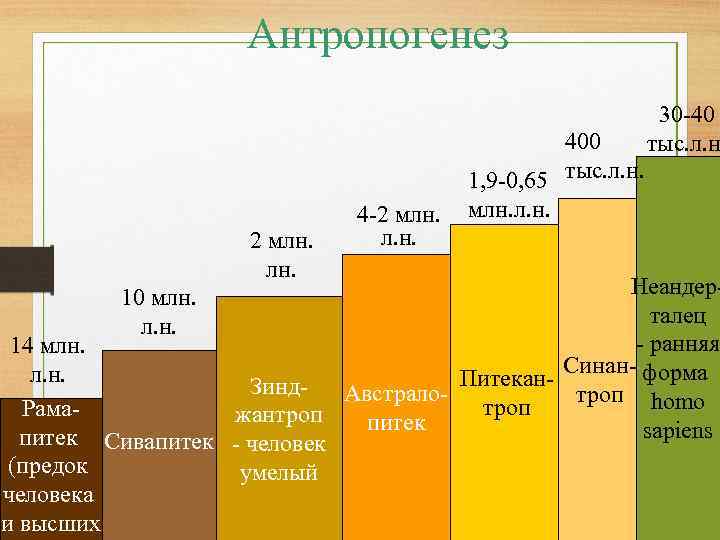 Антропогенез 2 млн. 4 -2 млн. л. н. 400 1, 9 -0, 65 тыс.