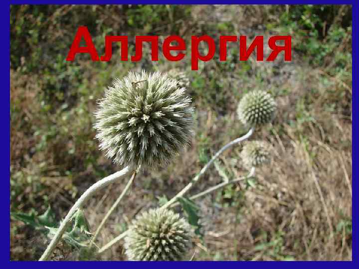 Аллергия 