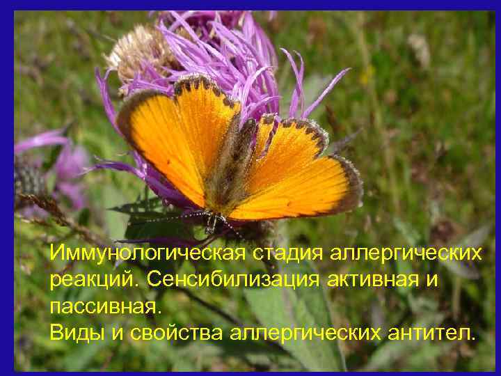 Иммунологическая стадия аллергических реакций. Сенсибилизация активная и пассивная. Виды и свойства аллергических антител. 