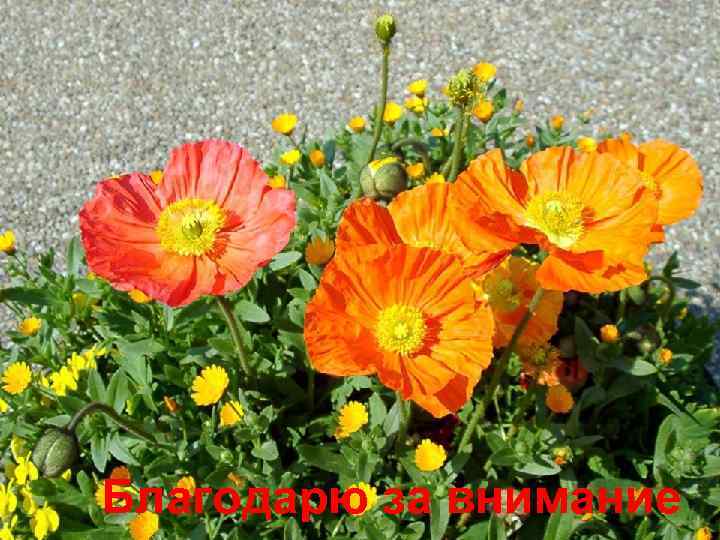 Благодарю за внимание 