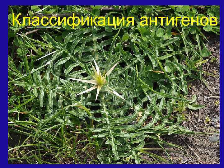 Классификация антигенов 