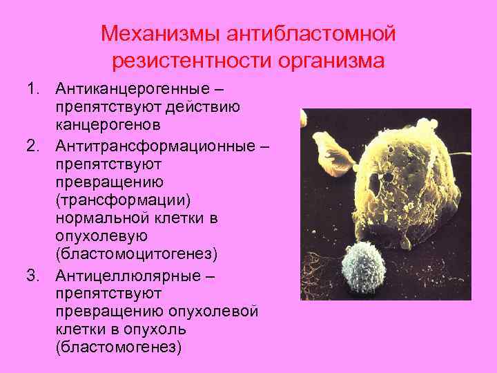 Механизмы антибластомной резистентности организма 1. Антиканцерогенные – препятствуют действию канцерогенов 2. Антитрансформационные – препятствуют