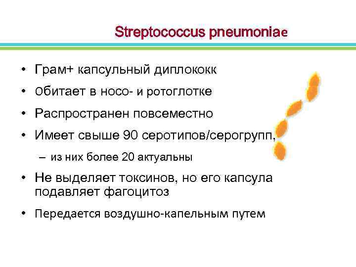  Streptococcus pneumoniaе • Грам+ капсульный диплококк • Обитает в носо- и ротоглотке •