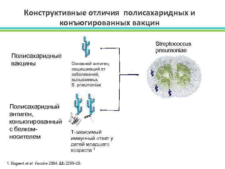 Конструктивные отличия полисахаридных и конъюгированных вакцин Полисахаридные вакцины Полисахаридный антиген, конъюгированный с белком- носителем