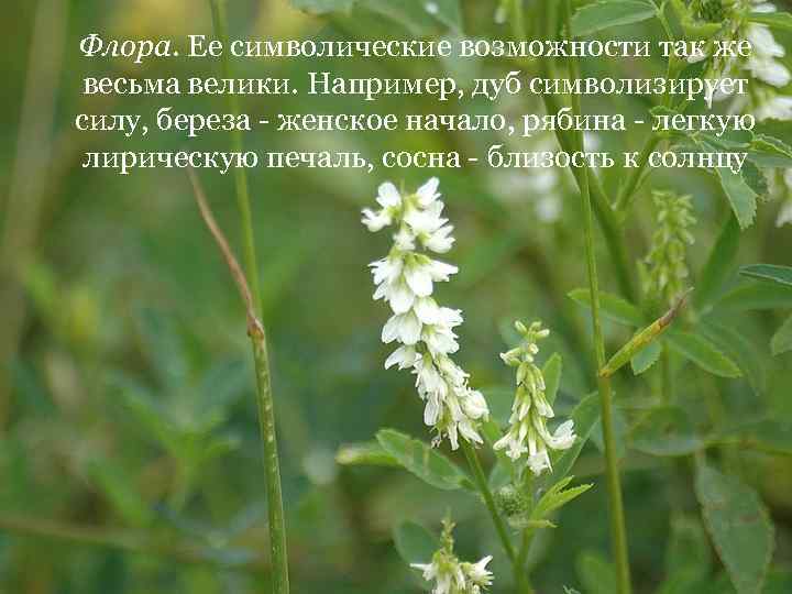 Флора. Ее символические возможности так же весьма велики. Например, дуб символизирует силу, береза -