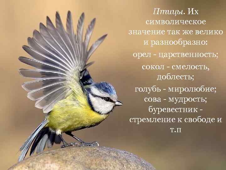 Птицы. Их символическое значение так же велико и разнообразно: орел - царственность; сокол -