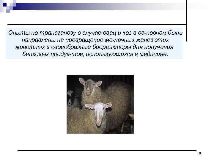 Опыты по трансгенозу в случае овец и коз в ос новном были направлены на