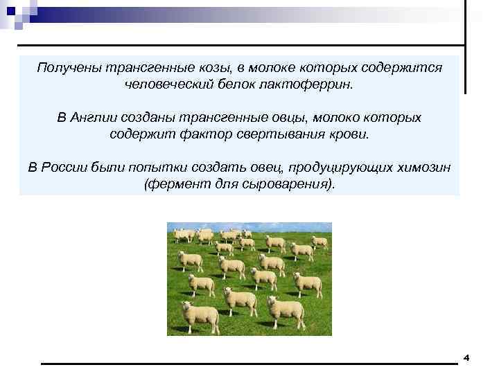 Получены трансгенные козы, в молоке которых содержится человеческий белок лактоферрин. В Англии созданы трансгенные