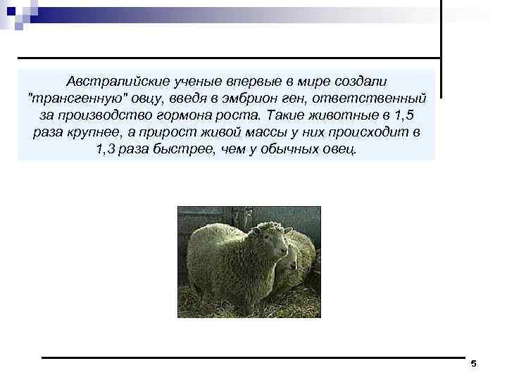 Австралийские ученые впервые в мире создали "трансгенную" овцу, введя в эмбрион ген, ответственный за