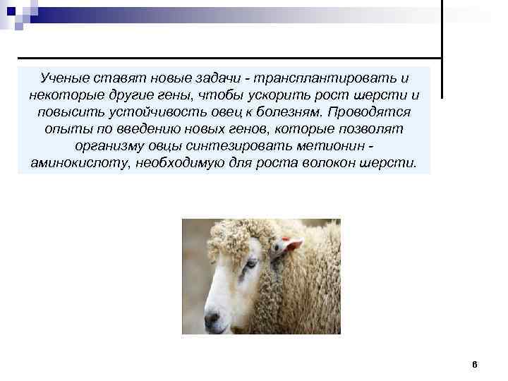Ученые ставят новые задачи трансплантировать и некоторые другие гены, чтобы ускорить рост шерсти и