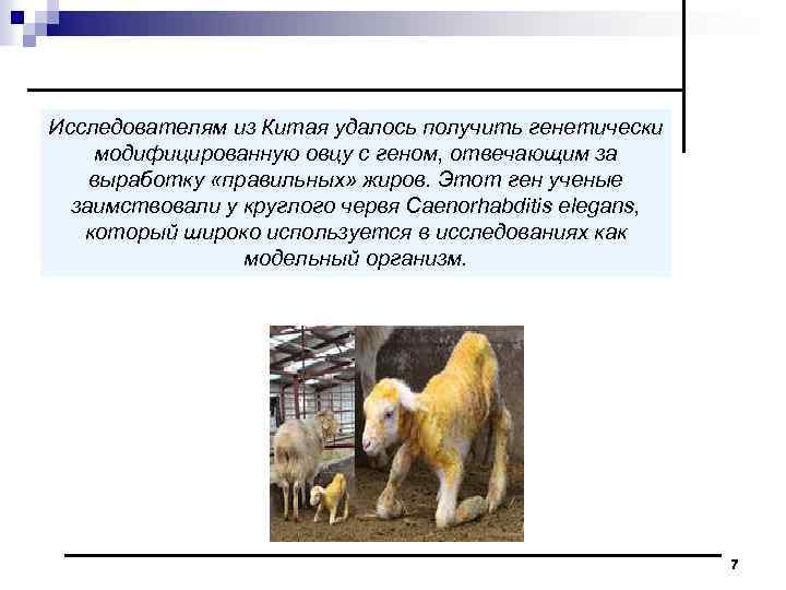 Исследователям из Китая удалось получить генетически модифицированную овцу с геном, отвечающим за выработку «правильных»