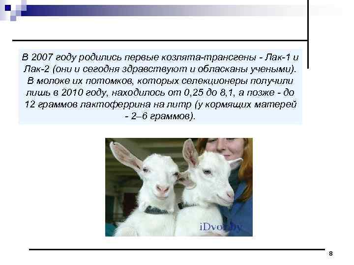 В 2007 году родились первые козлята трансгены Лак 1 и Лак 2 (они и