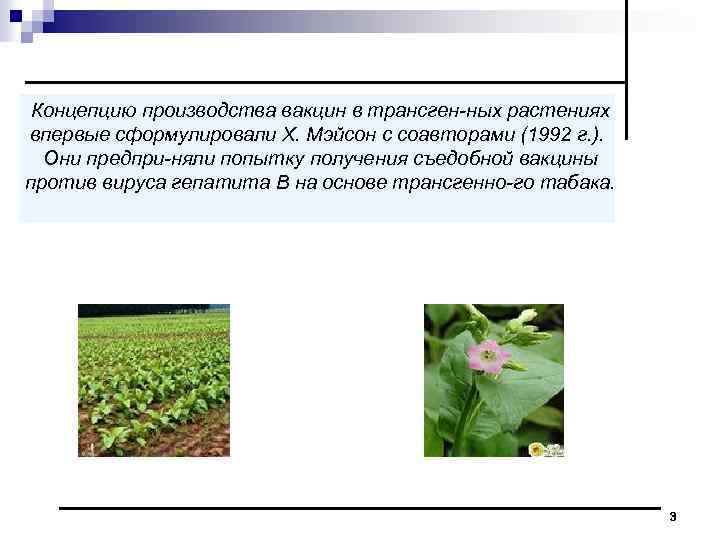 Концепцию производства вакцин в трансген ных растениях впервые сформулировали X. Мэйсон с соавторами (1992