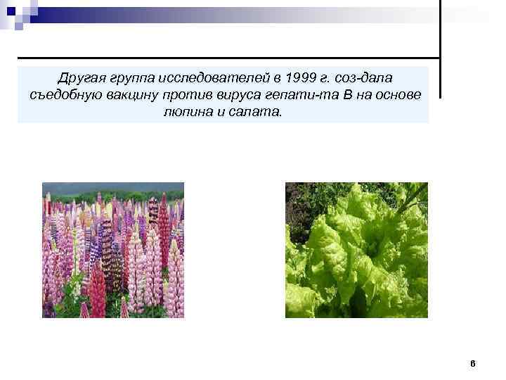 Другая группа исследователей в 1999 г. соз дала съедобную вакцину против вируса гепати та