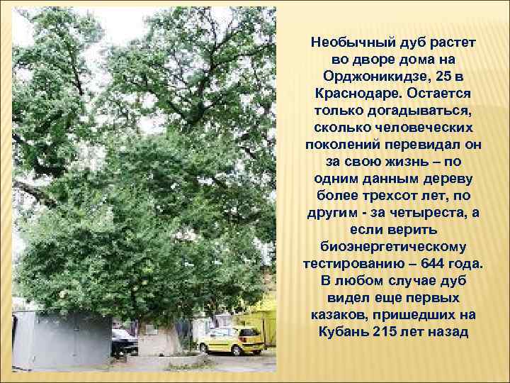  Необычный дуб растет во дворе дома на Орджоникидзе, 25 в Краснодаре. Остается только