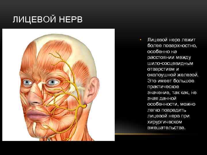 ЛИЦЕВОЙ НЕРВ • Лицевой нерв лежит более поверхностно, особенно на расстоянии между шило-сосцевидным отверстием