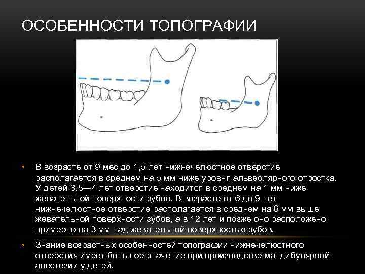 ОСОБЕННОСТИ ТОПОГРАФИИ • В возрасте от 9 мес до 1, 5 лет нижнечелюстное отверстие