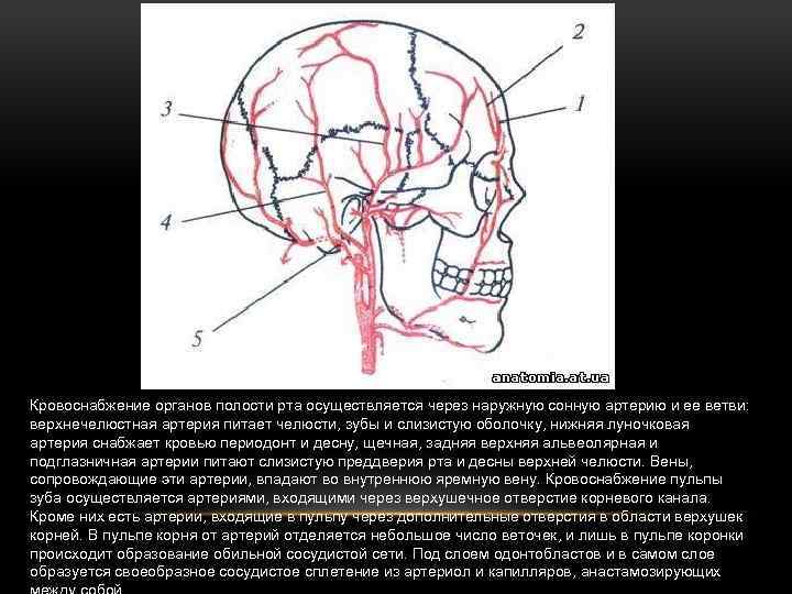 Верхнечелюстная артерия презентация