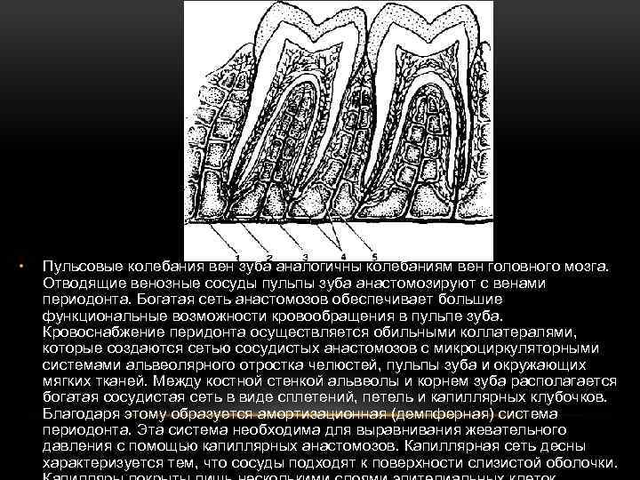  • Пульсовые колебания вен зуба аналогичны колебаниям вен головного мозга. Отводящие венозные сосуды