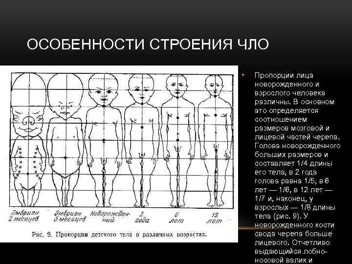 ОСОБЕННОСТИ СТРОЕНИЯ ЧЛО • Пропорции лица новорожденного и взрослого человека различны. В основном это