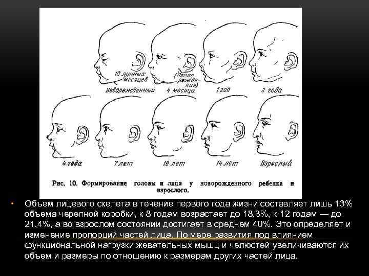  • Объем лицевого скелета в течение первого года жизни составляет лишь 13% объема