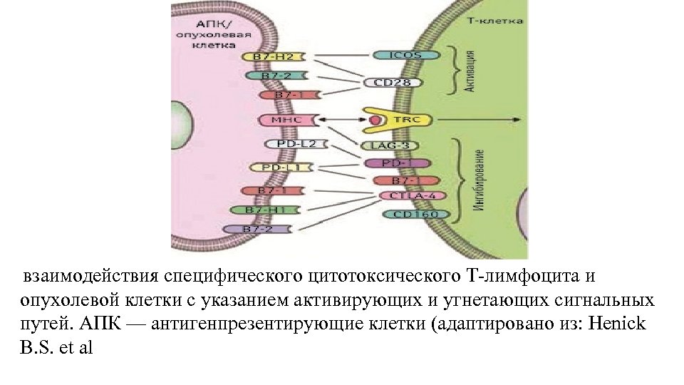  взаимодействия специфического цитотоксического Т-лимфоцита и опухолевой клетки с указанием активирующих и угнетающих сигнальных