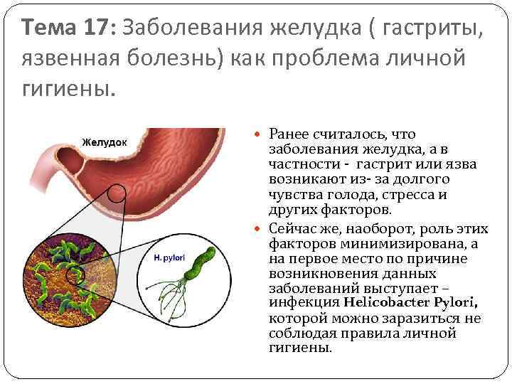 Тема 17: Заболевания желудка ( гастриты, язвенная болезнь) как проблема личной гигиены. Ранее считалось,