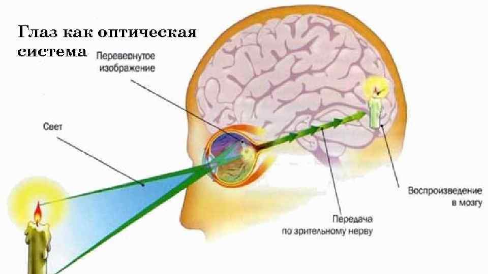 Глаз как оптическая система Использование оптических Выполнила студентка иллюзий в архитектуре. колледжа , ,