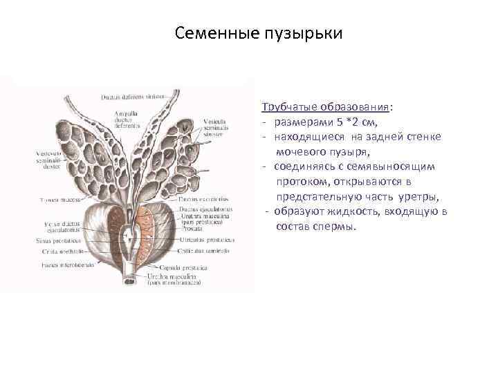 Семенные пузырьки Трубчатые образования: - размерами 5 *2 см, - находящиеся на задней стенке