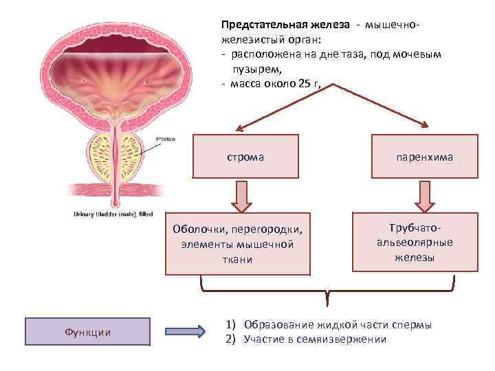 Предстательная железа - мышечножелезистый орган: - расположена на дне таза, под мочевым пузырем, -