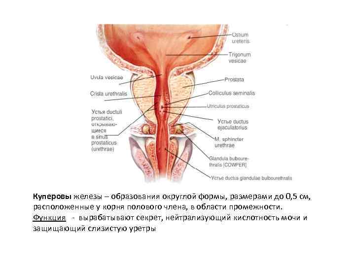 Куперовы железы – образования округлой формы, размерами до 0, 5 см, расположенные у корня