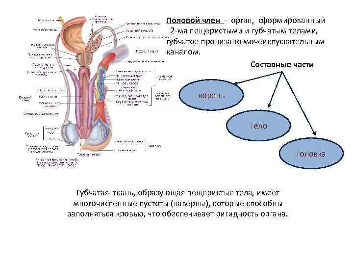 Половой член - орган, сформированный 2 -мя пещеристыми и губчатым телами, губчатое пронизано мочеиспускательным