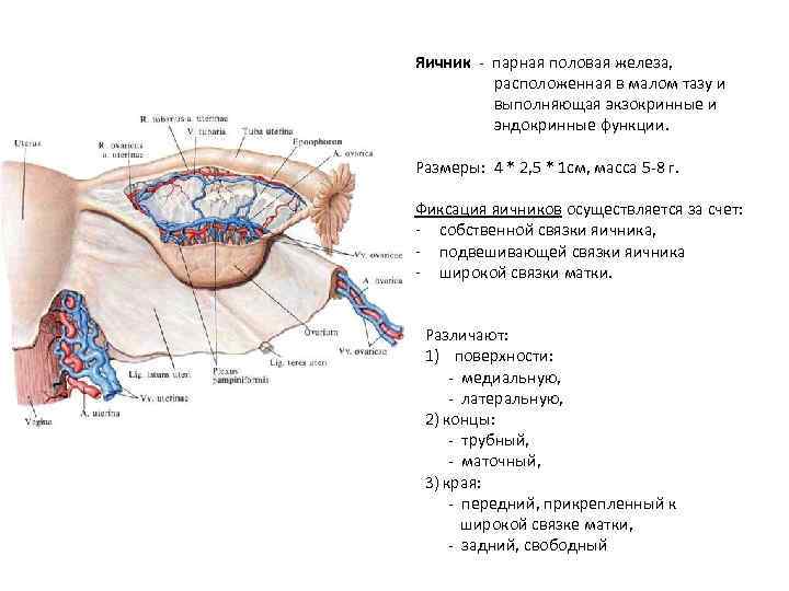 Женские матка яичники органы. Яичники топография строение функции. Яичник топография строение связки. Фиксирующий аппарат яичника анатомия.