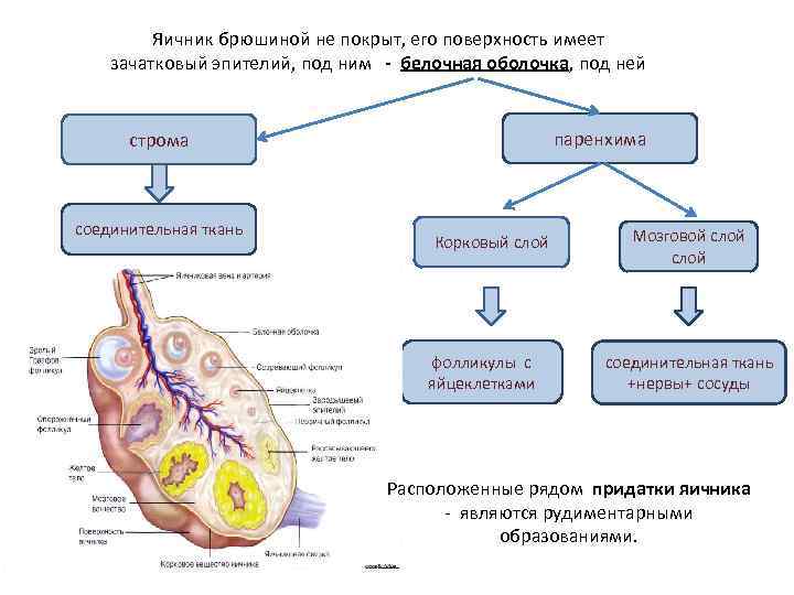 Внутренняя половая