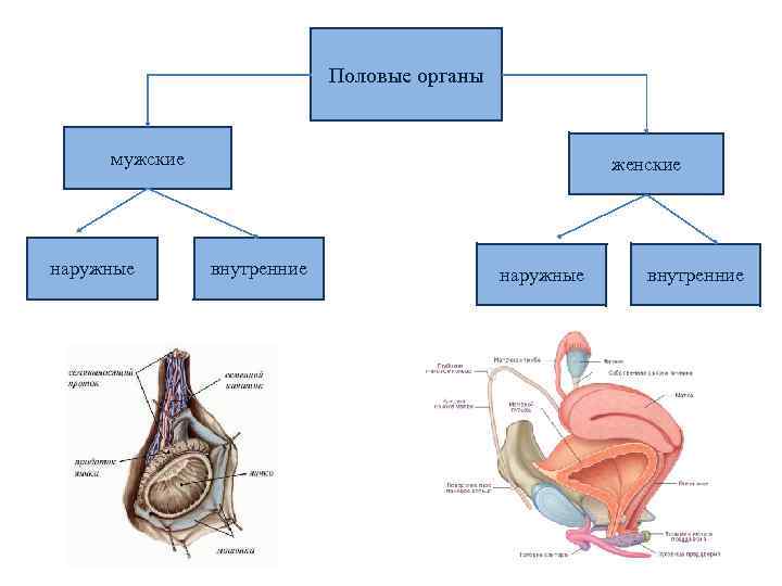 Половые органы мужские наружные женские внутренние наружные внутренние 
