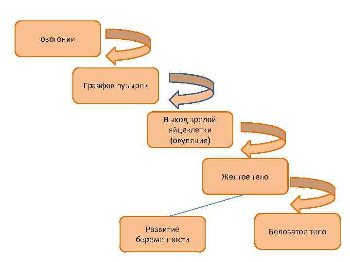 овогонии Граафов пузырек Выход зрелой яйцеклетки (овуляция) Желтое тело Развитие беременности Беловатое тело 