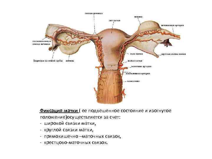 Фиксация матки ( ее подвешенное состояние и изогнутое положение)осуществляется за счет: - широкой связки