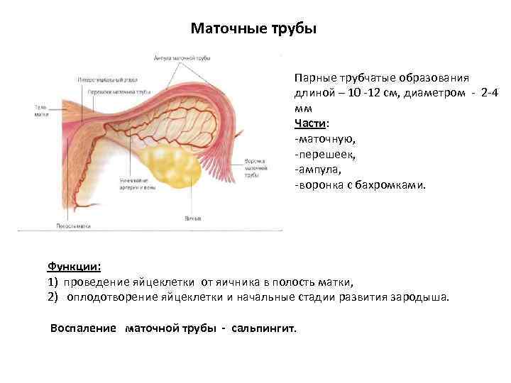 Перевязка маточных труб фото