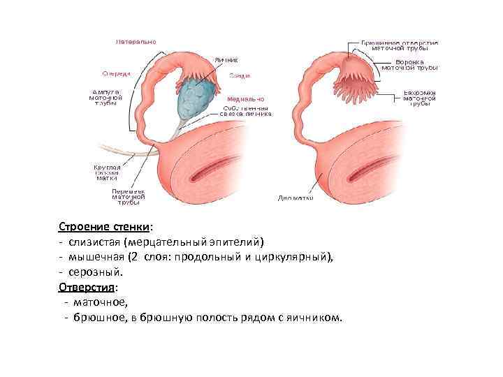 Строение стенки: - слизистая (мерцательный эпителий) - мышечная (2 слоя: продольный и циркулярный), -