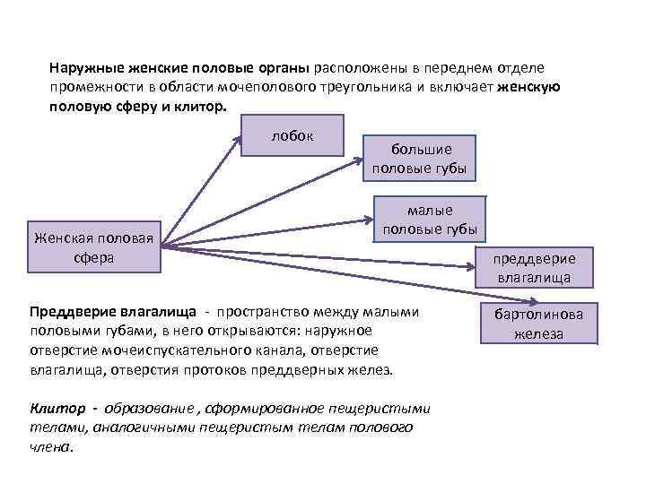 Наружные женские половые органы расположены в переднем отделе промежности в области мочеполового треугольника и